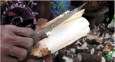 peeling the cassava roots